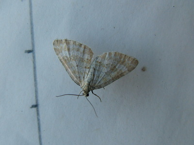 Grass Rivulet
